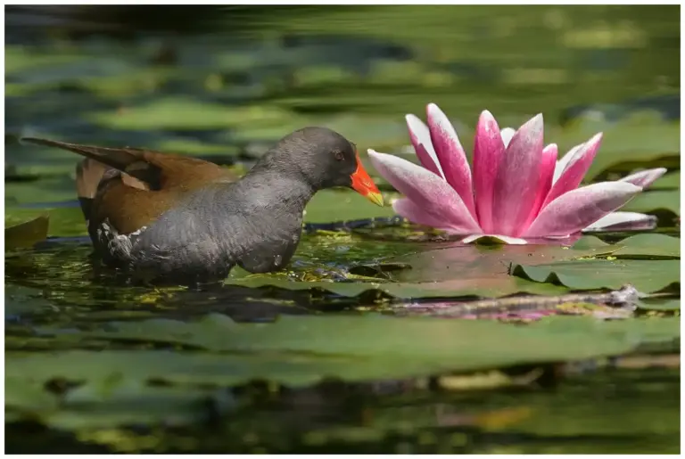 Rörhöna - (Common Moorhen)