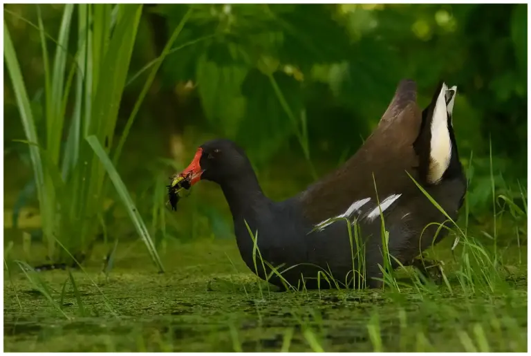 Rörhöna - (Common Moorhen)