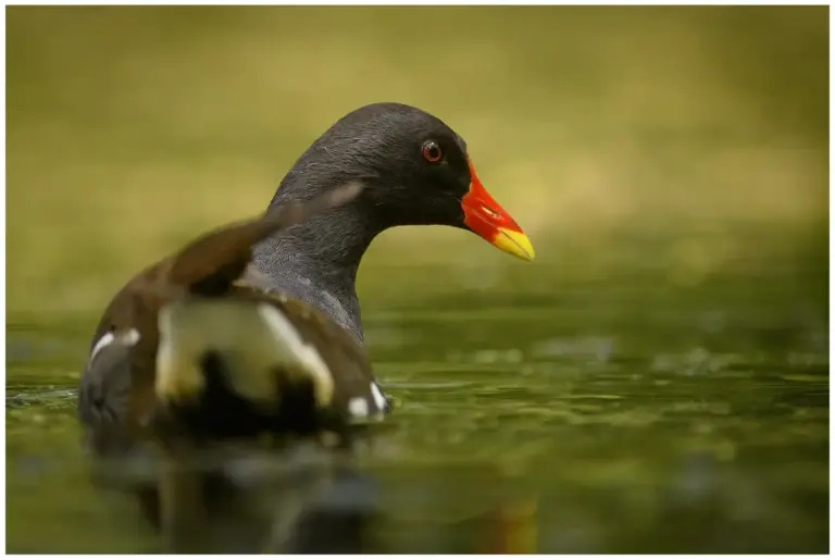 Rörhöna - (Common Moorhen)