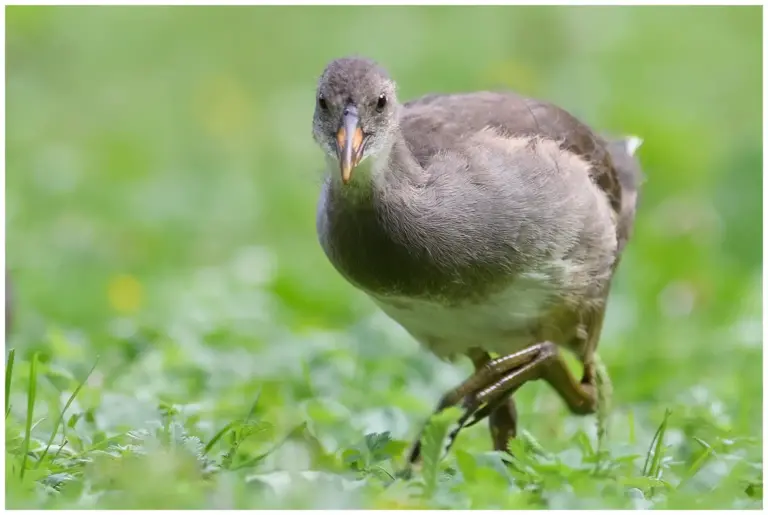 Rörhöna - (Common Moorhen)