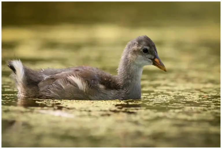 Rörhöna - (Common Moorhen) - ungfågel