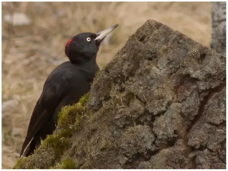 Spillkråka - (Black Woodpecker)