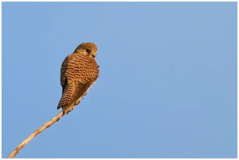 Tornfalk - (Common Kestrel) - ungfågel på en gren