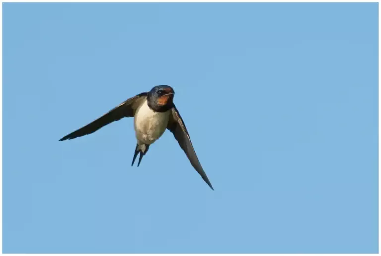 Ladusvala - (Barn Swallow)