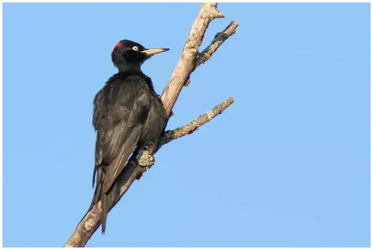 Spillkråka - (Black Woodpecker)