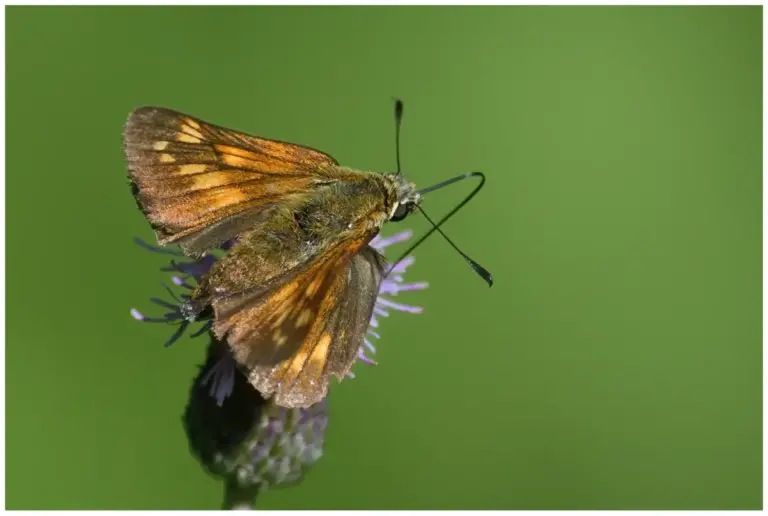 Mina tips för att fotografera insekter