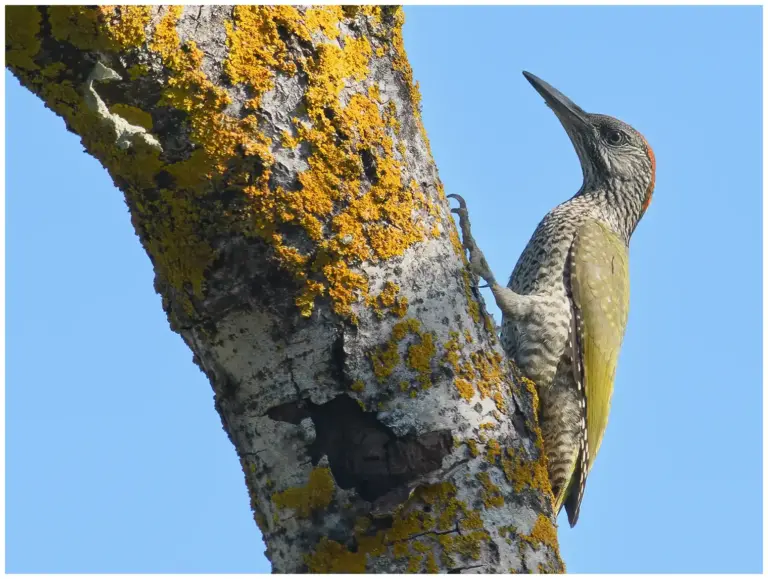 Gröngöling - (Green Woodpecker)