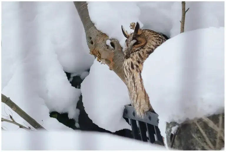 Hornuggla - (Long-eared Owl)