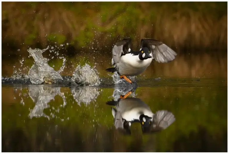 knipa - (common - goldeneye) hane som springer på vatten.