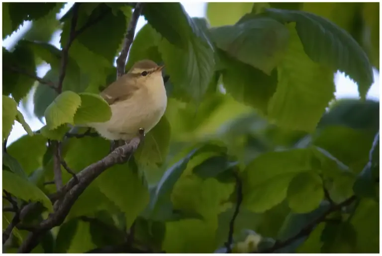 Lundsångare - (Greenish Warbler)