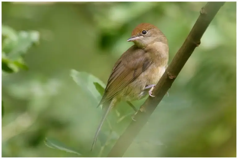 Svarthätta - (Blackcap)