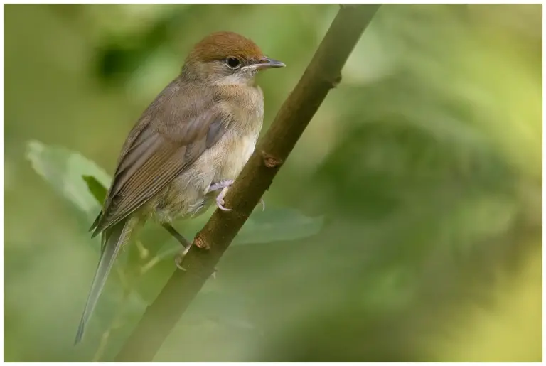 Svarthätta - (Blackcap)