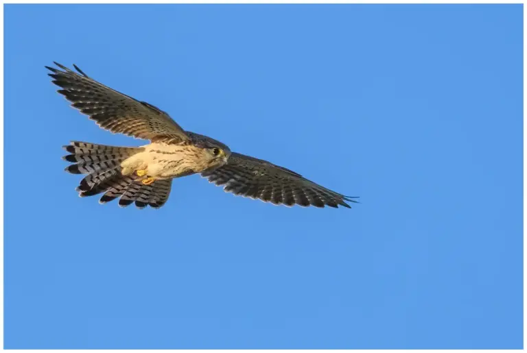 Tornfalk - )Common Kestrel)