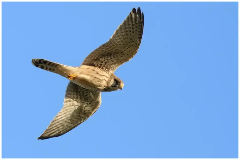 Tornfalk - (Common Kestrel) - ungfågel