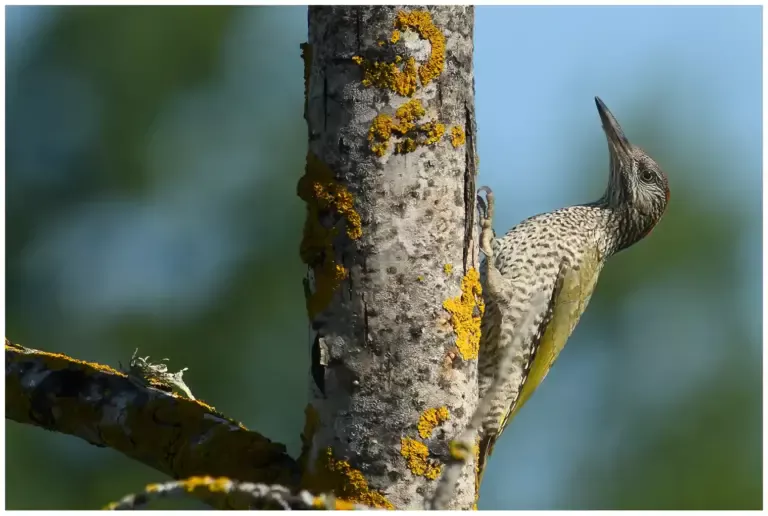 Gröngöling - (Green Woodpecker)