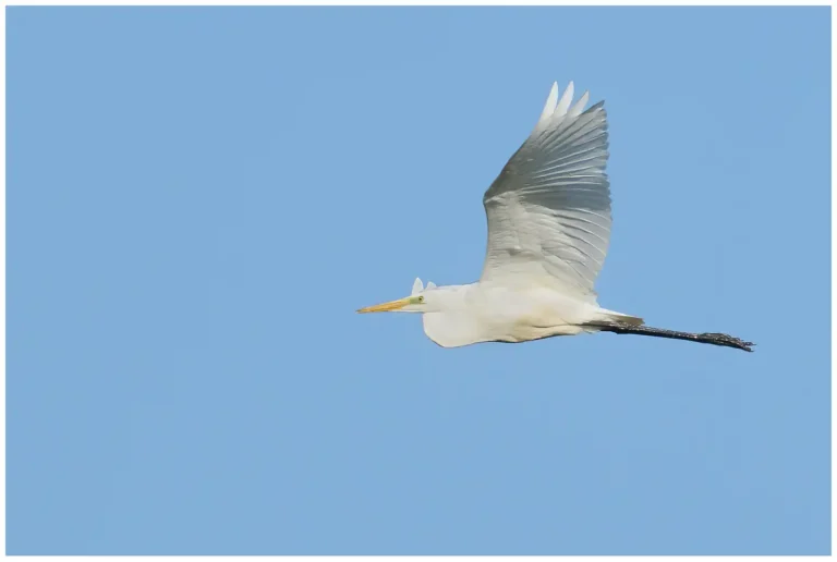 Ägretthäger - (Great white Heron)