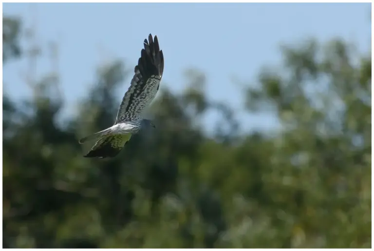 Ängshök - (Montague’s Harrier)