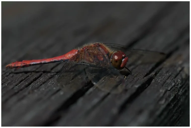 insekter i srösjön