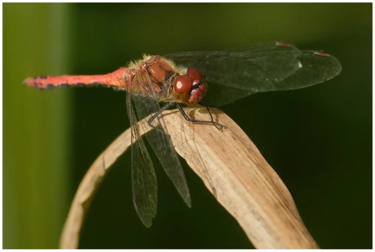 insekter i vrinnevi