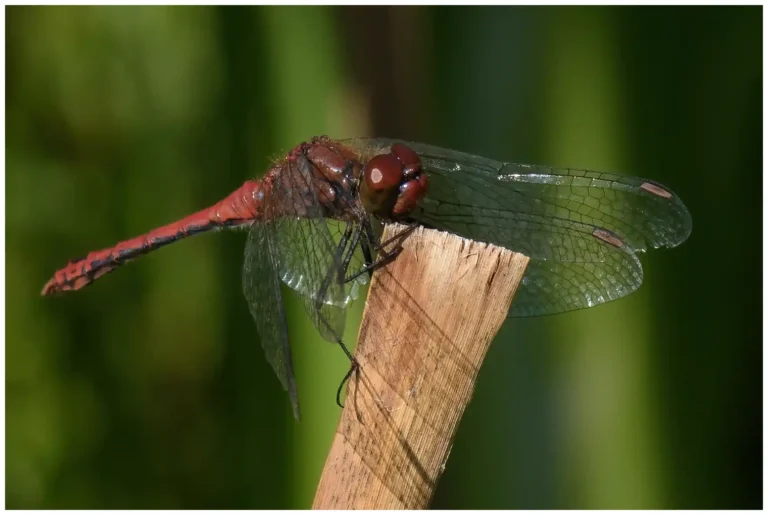 trollsländor och insekter