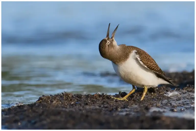 Drillsnäppa - (Common Sandpiper)