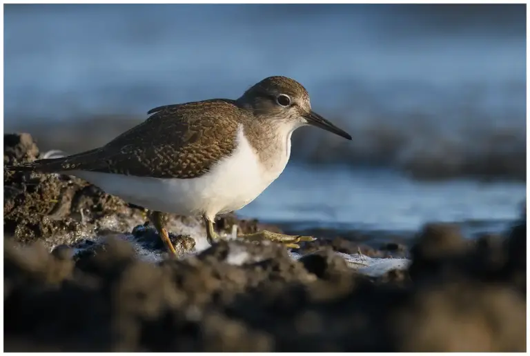 Drillsnäppa - (Common Sandpiper)