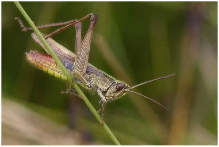 insekter