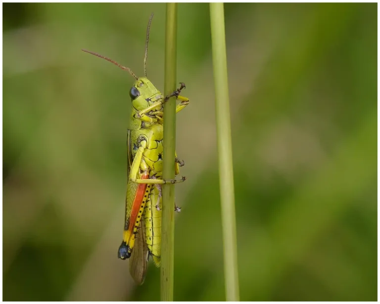 insekter i vrinnevi