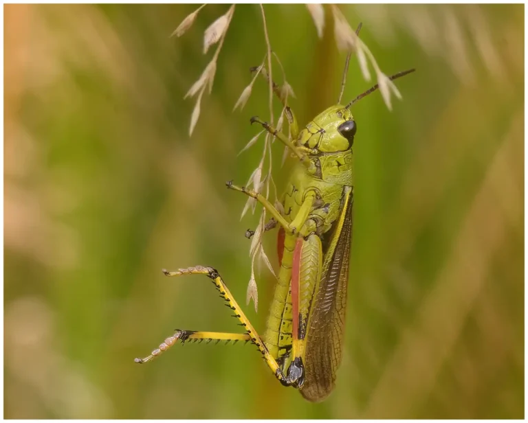 insekter i vrinnevi