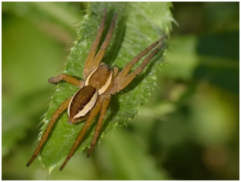 Trollsländor och andra insekter