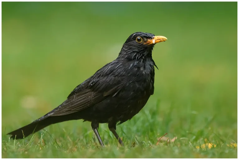 Koltrast - (Blackbird) - hane larv i näbben