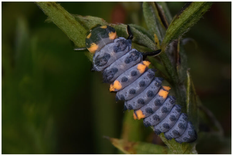 insekter vrinnevi