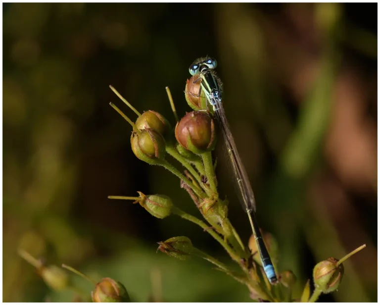 trollsländor och insekter