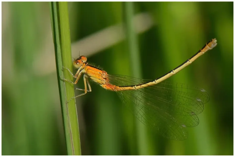 trollsländor och andra insekter