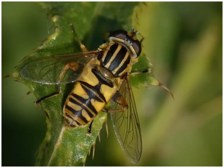 trollsländor och insekter