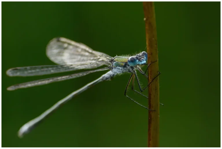 insekter i vrinnevi