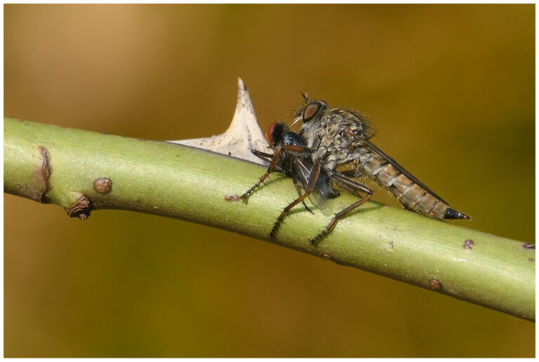 insekter och fåglar i leonardsberg