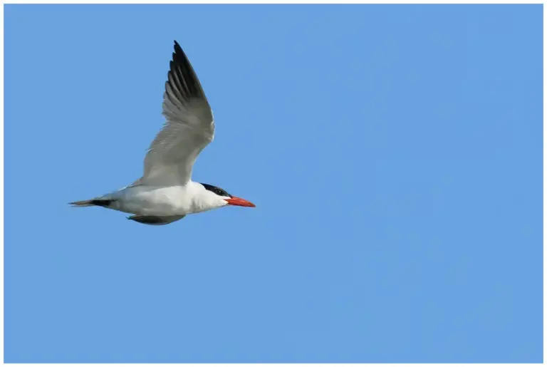 Skräntärna - (Caspian Tern)