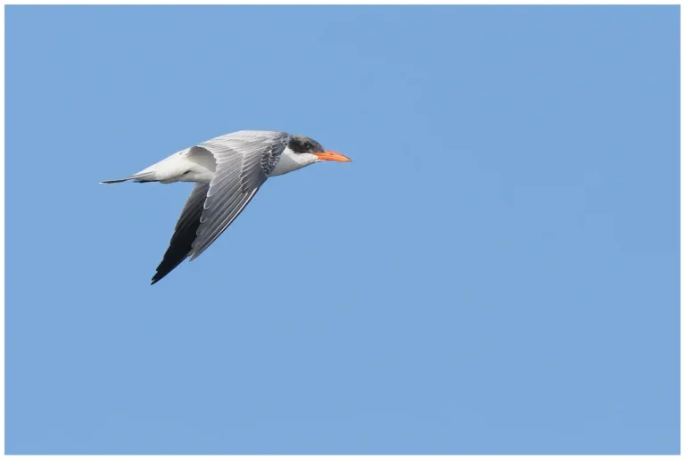 Skräntärna - (Caspian Tern) - ungfågel - 1k