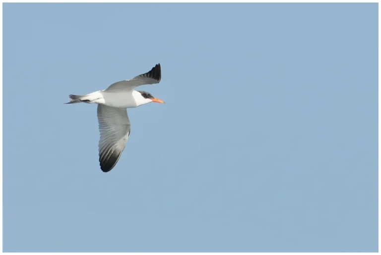 Skräntärna - (Caspian Tern) - ungfågel - 1k