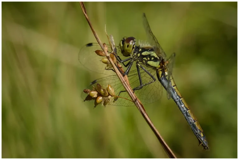 Insekter i Sörsjön