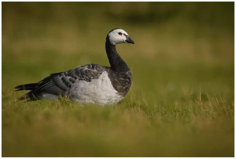 Vitkindad Gås - (Barnacle Goose)