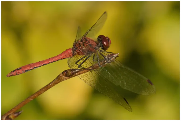 Mina tips för att fotografera insekter