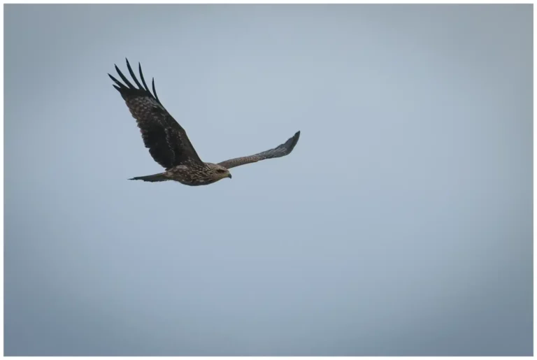 Brun Glada - (Black Kite)