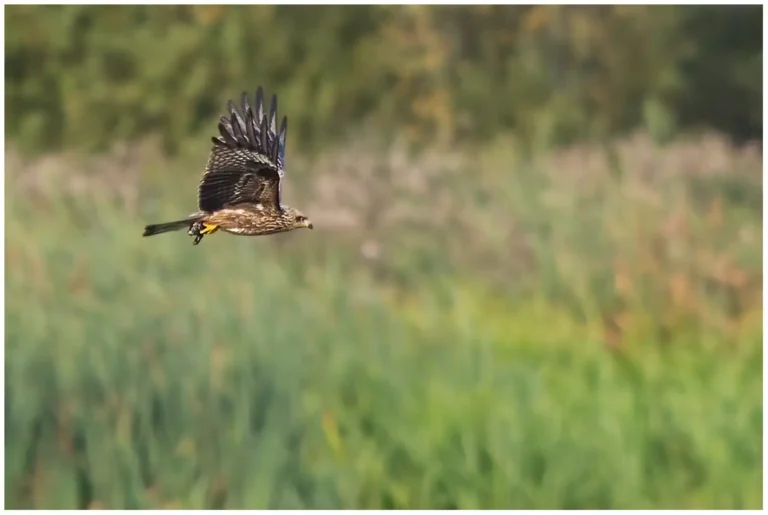 Brun Glada - (Black Kite)