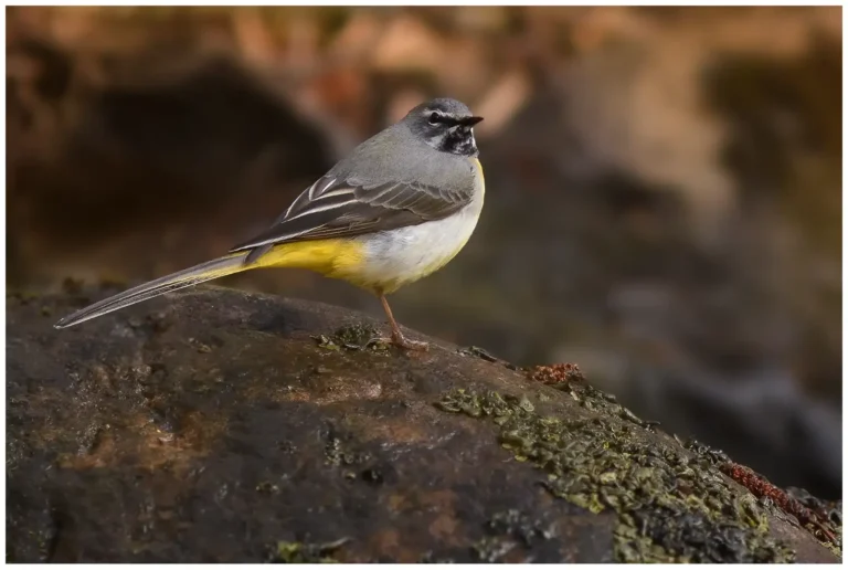 Forsärla (Grey Wagtail)