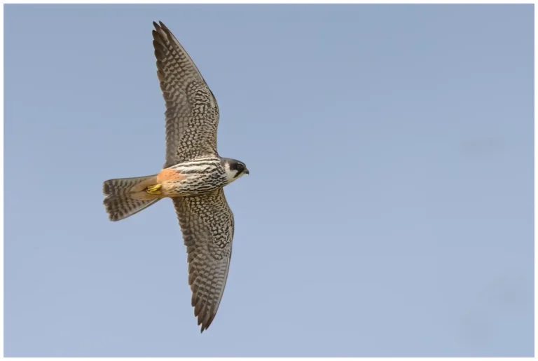 Lärkfalk - Eurasian Hobby