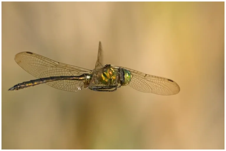 mer bilder på insekter