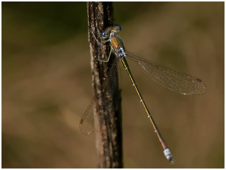 Mina tips för att fotografera insekter