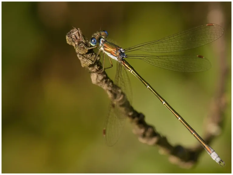 mer bilder på insekter